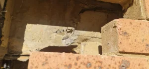 Opened masonry exposing the underlying construction during investigation at a strata building in Surry Hills, NSW