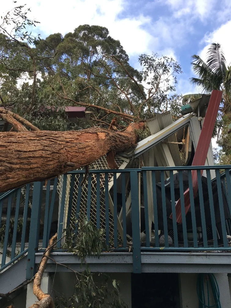 Large fallen tree resting across the damaged roof at the Grays Point property